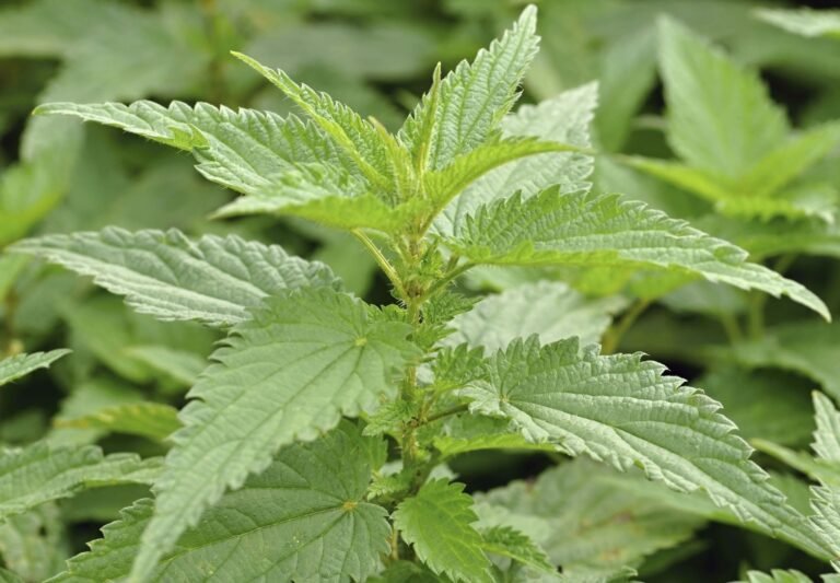Soi, Tethwan….. Kashmir’s Healing Powers Beyond Their Sting, Bitter Taste!