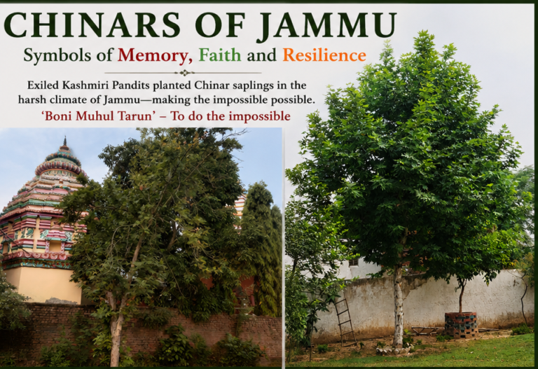 Chinar in Exile!