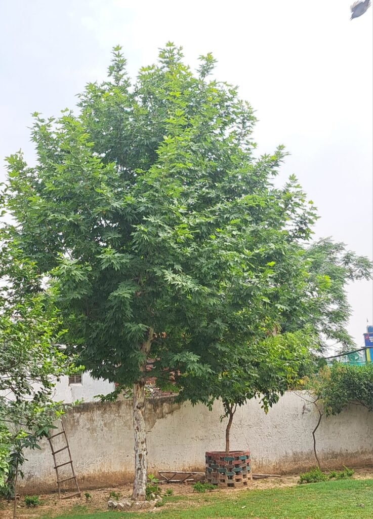 Chinar in Exile.... at Jammu