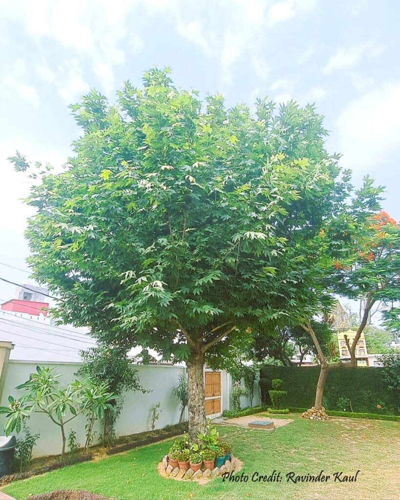 Chinar in Exile in  Ravinder Kaul's House
